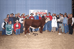 a young prize winning bull surrounded by people at agribition