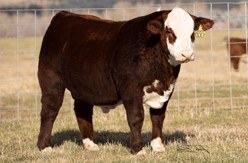 a red and white bull
