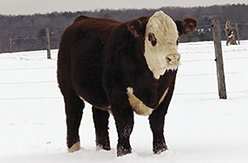 a bull stands in the snow