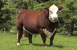 a large bull stands in the grass