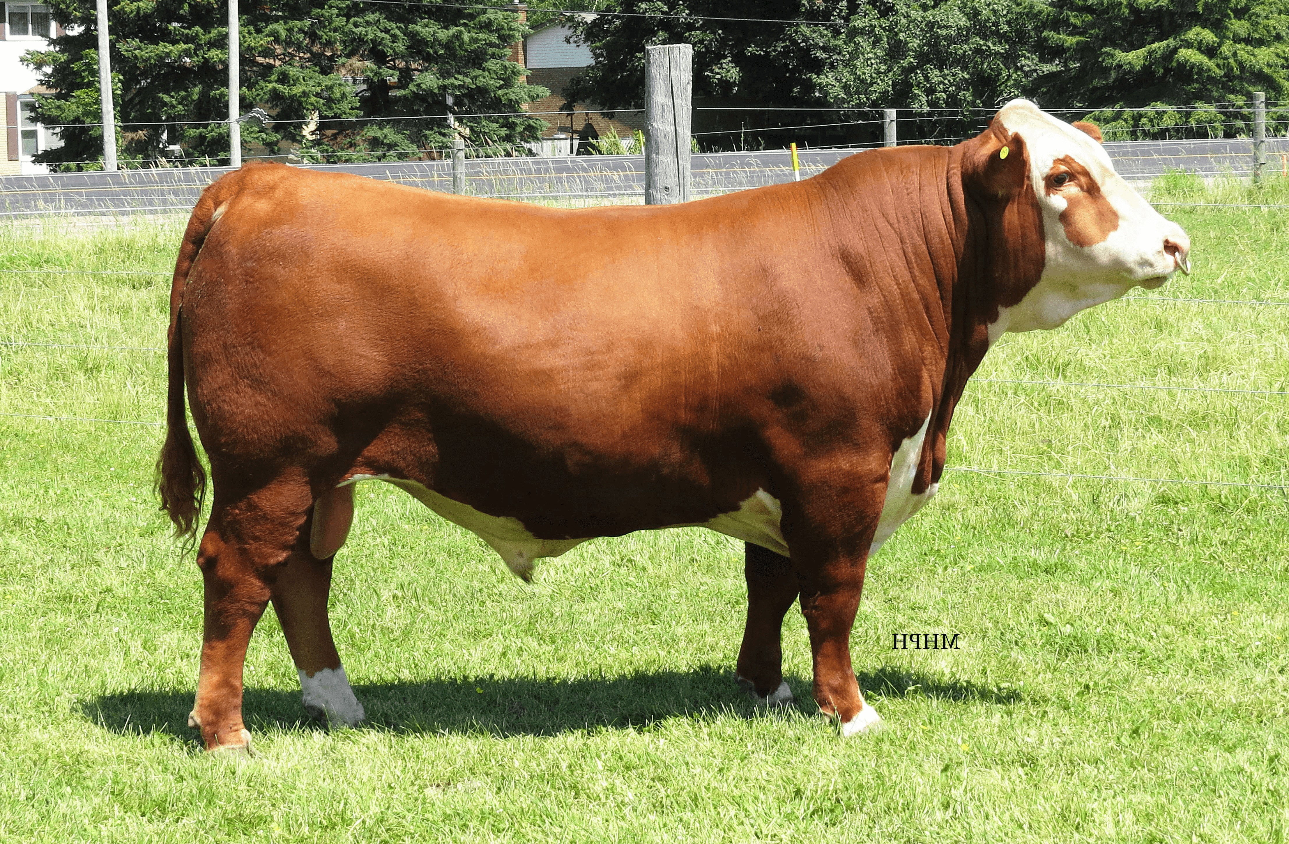 the side profile of a young bull red and white