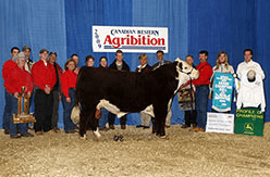 a bull stands in a winners circle at agribition