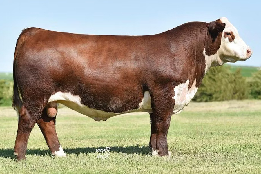 NJW ENDURE HEREFORD BULL