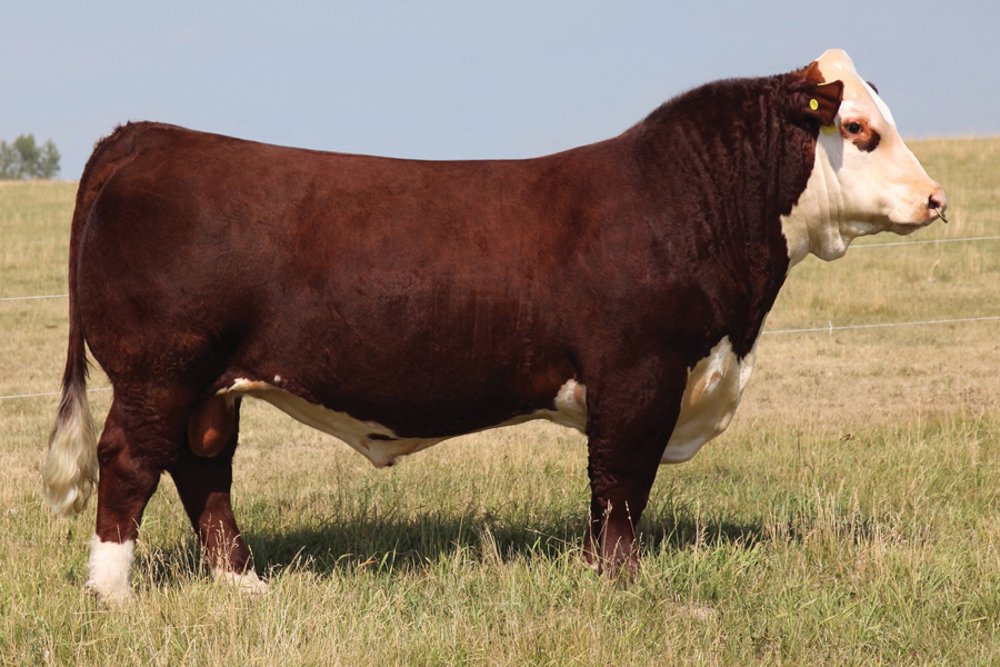 Remitall-West Fire Storm