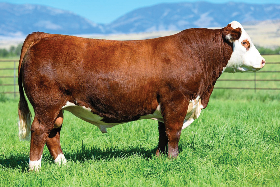 Churchill Smokey Bull