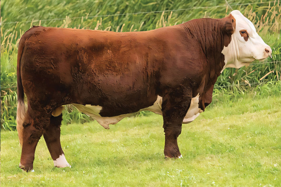 a red and white bull