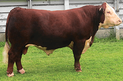a large sturdy bull in the grass